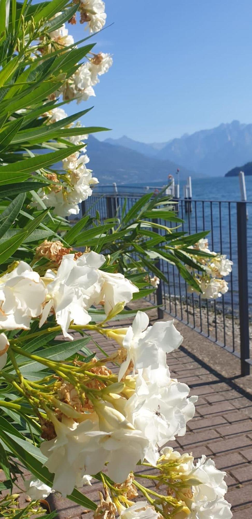 Residence Laguna Beach Pianello Del Lario Extérieur photo