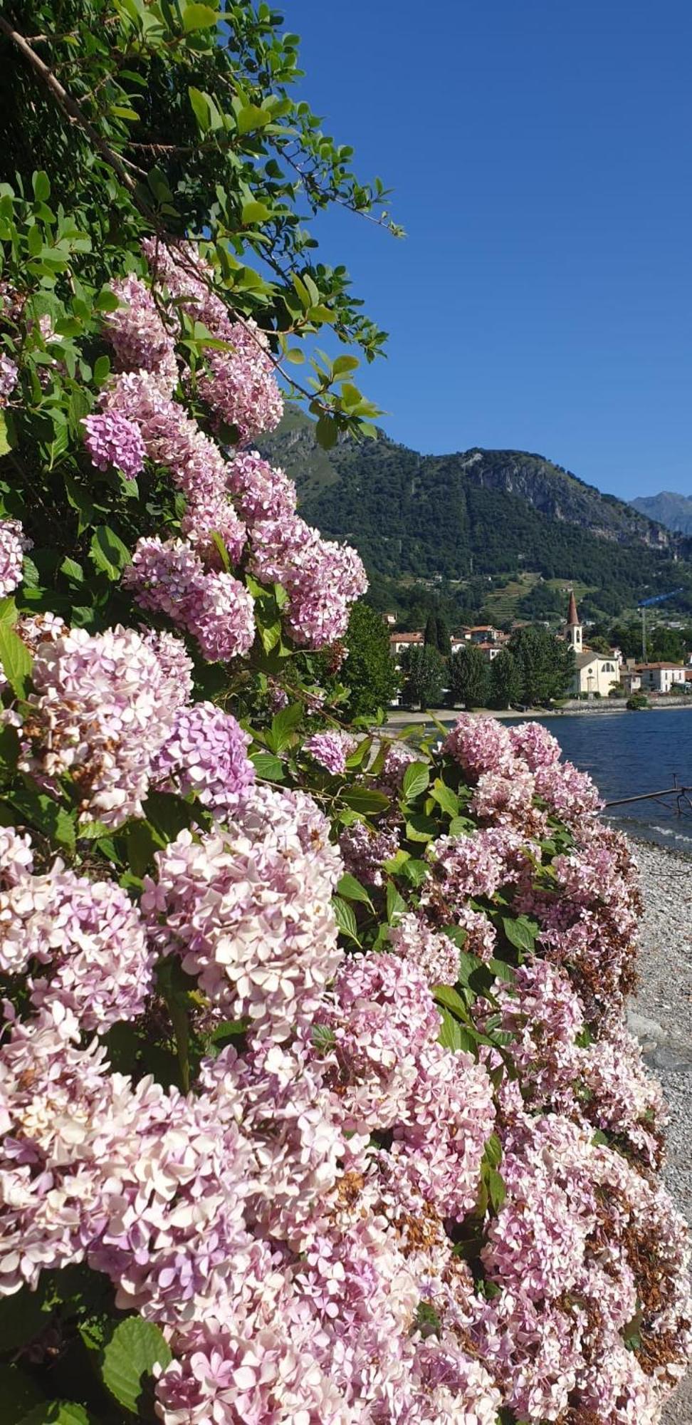Residence Laguna Beach Pianello Del Lario Extérieur photo